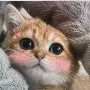 Meet your Posher, Jaime